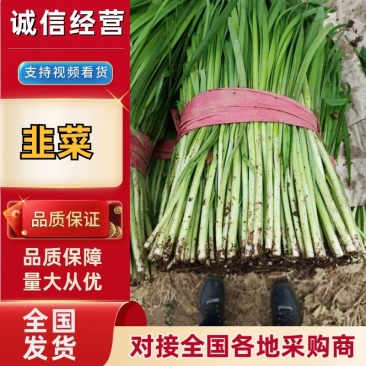 河北宽叶韭菜，**，平台。电商，食品厂，