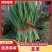 河北宽叶韭菜，万亩产地，大棚种植。现割现发。质量保证。
