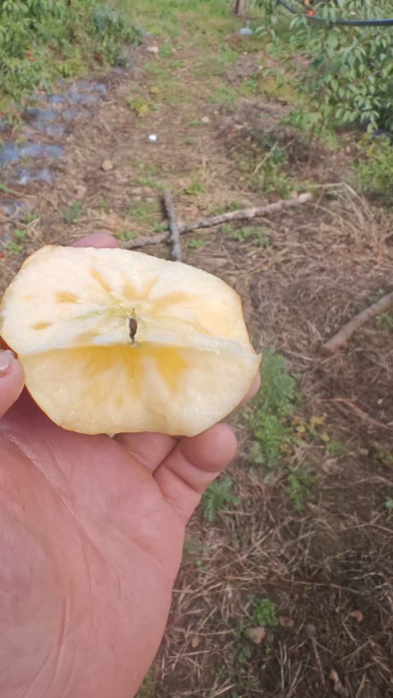 精品糖心红富士丑苹果，冰糖心苹果欢迎老板选购