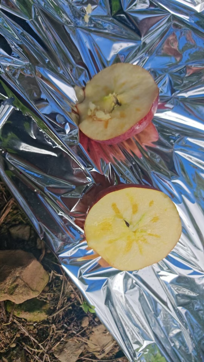 精品糖心红富士丑苹果，冰糖心苹果欢迎老板选购