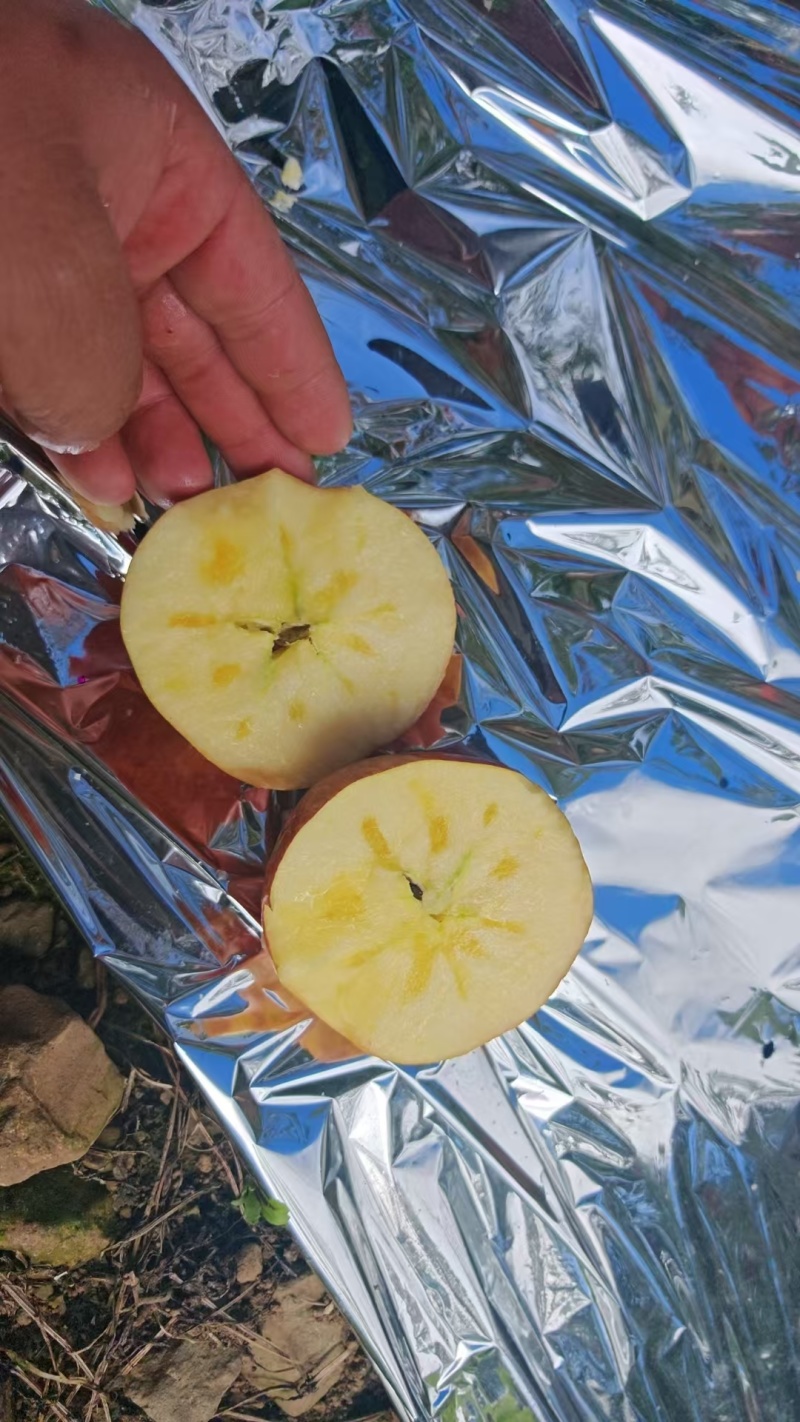 精品糖心红富士丑苹果，冰糖心苹果欢迎老板选购