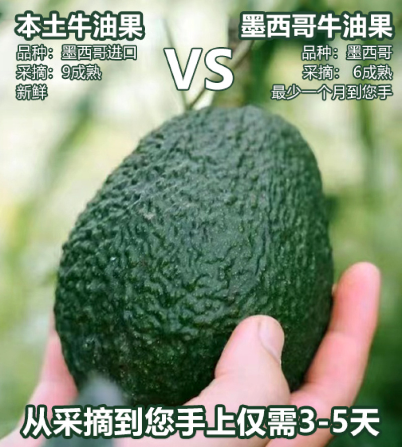 牛油果云南哈斯产地直发各平台支持一件代发