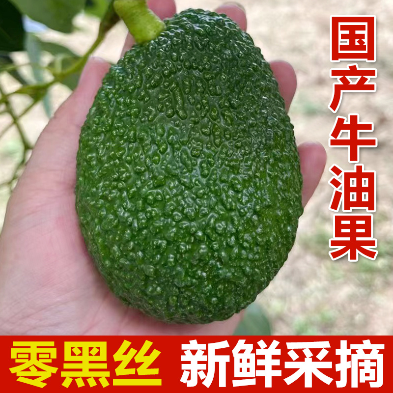 牛油果云南哈斯产地直发各平台支持一件代发