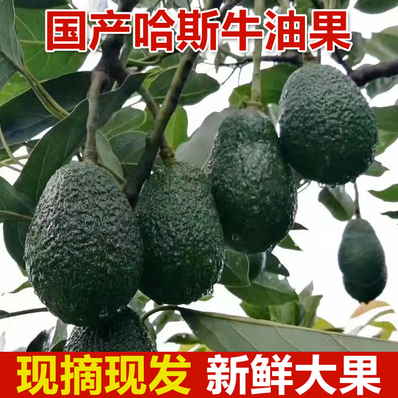 牛油果云南哈斯产地直发各平台支持一件代发