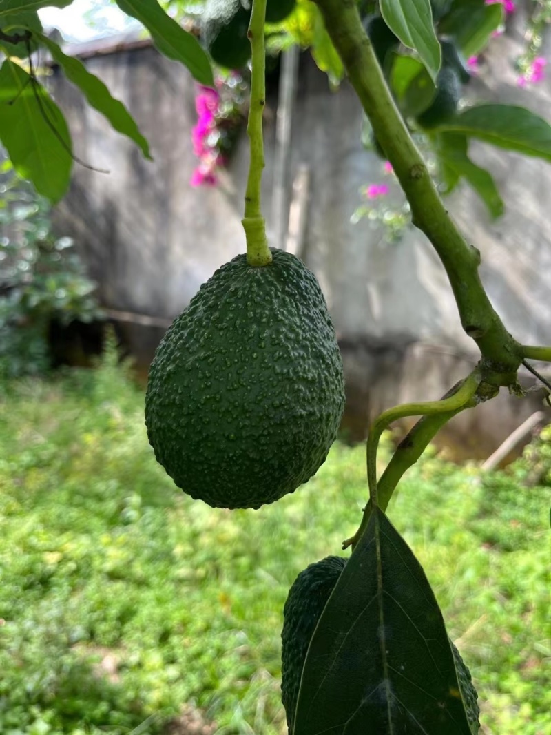 一件代发云南哈斯牛油果产地各平台供应