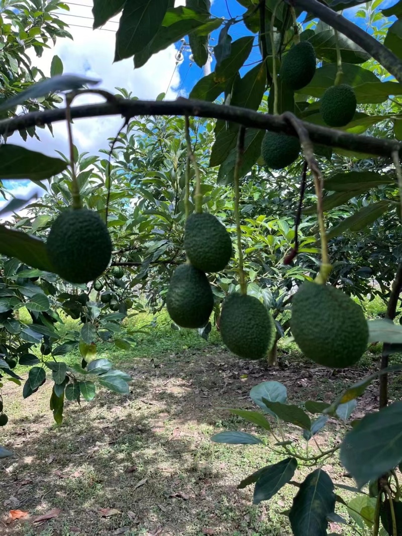 一件代发云南哈斯牛油果产地各平台供应
