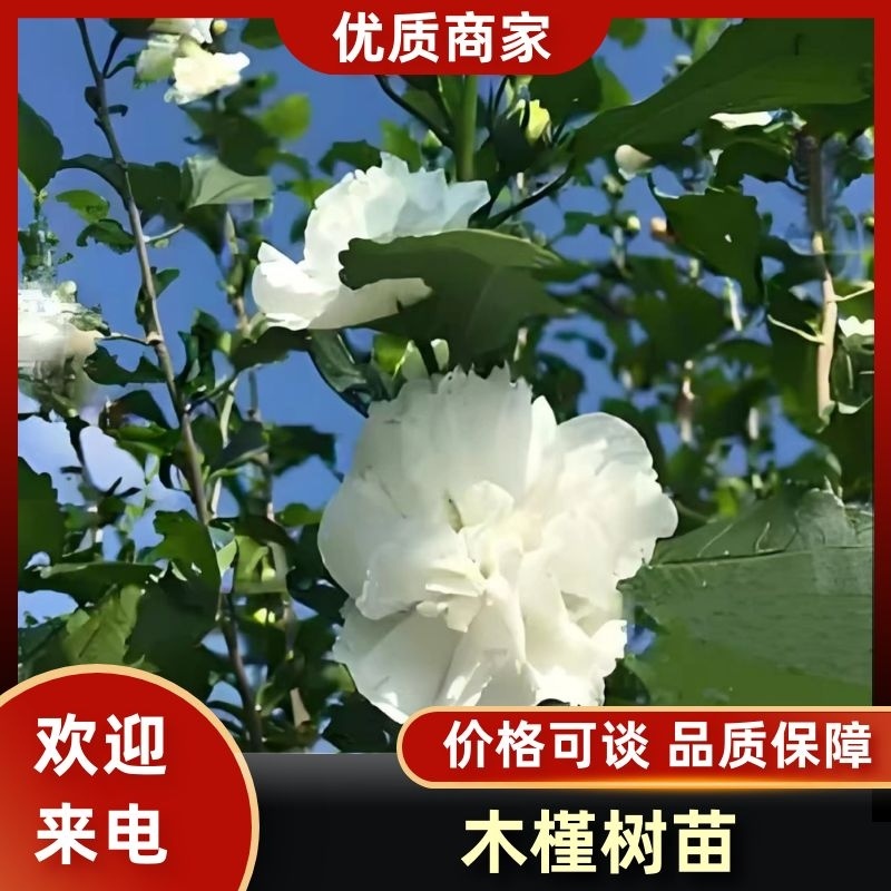 木槿树苗优质木槿树苗现挖先发欢迎采购视频看货