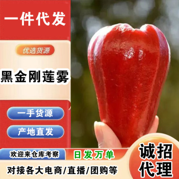 海南黑金刚莲雾一件代发产地直发一手货源对接各大电商平台