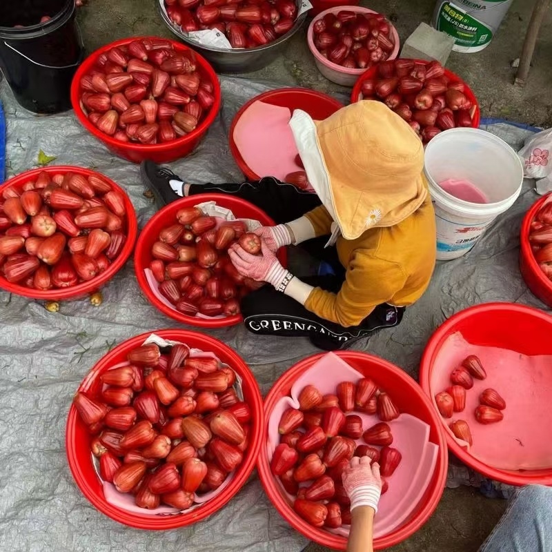 海南黑金刚莲雾一件代发产地直发一手货源对接各大电商平台
