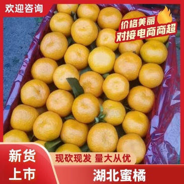 湖北优质蜜橘供果大量上市酸甜可口欢迎来电咨询