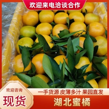 湖北蜜橘供果产地一手货源全国代发