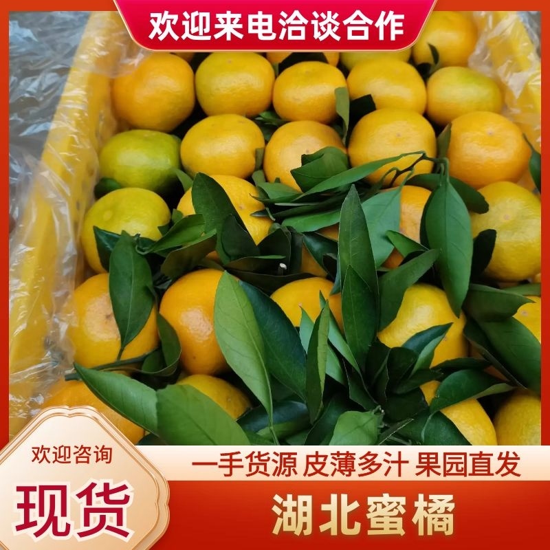 湖北蜜橘供果产地一手货源全国代发