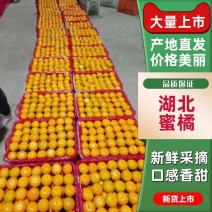 湖北武当精品蜜橘大量上市新鲜采摘欢迎来电咨询