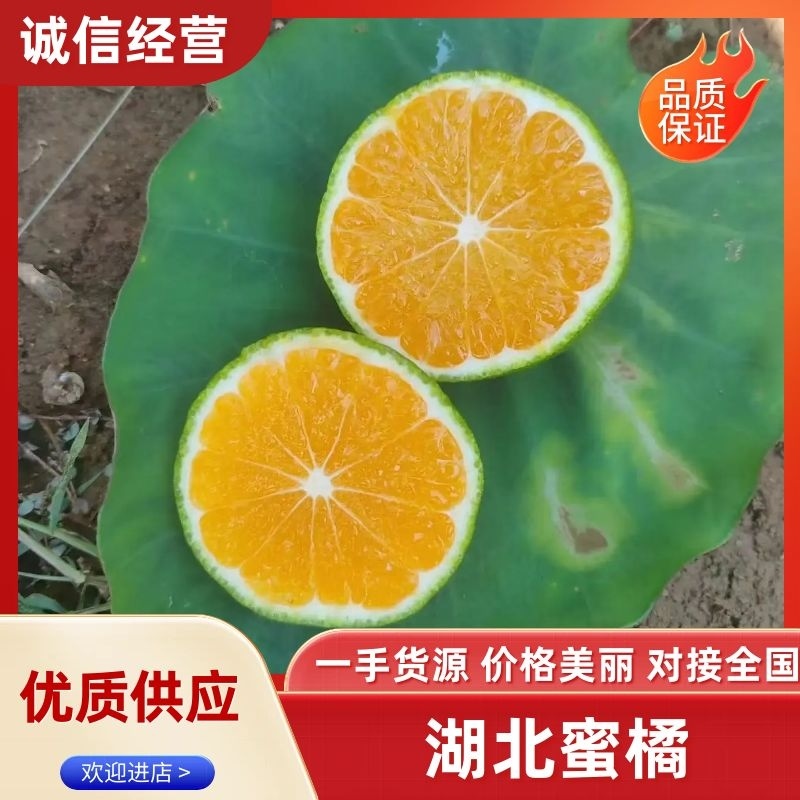 湖北武当蜜橘大量上市新鲜采摘质量保证欢迎来电咨询