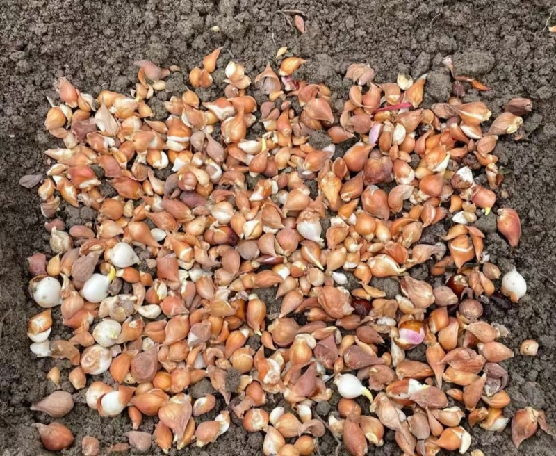 郁金香种球。园林绿化花海。种植切花。