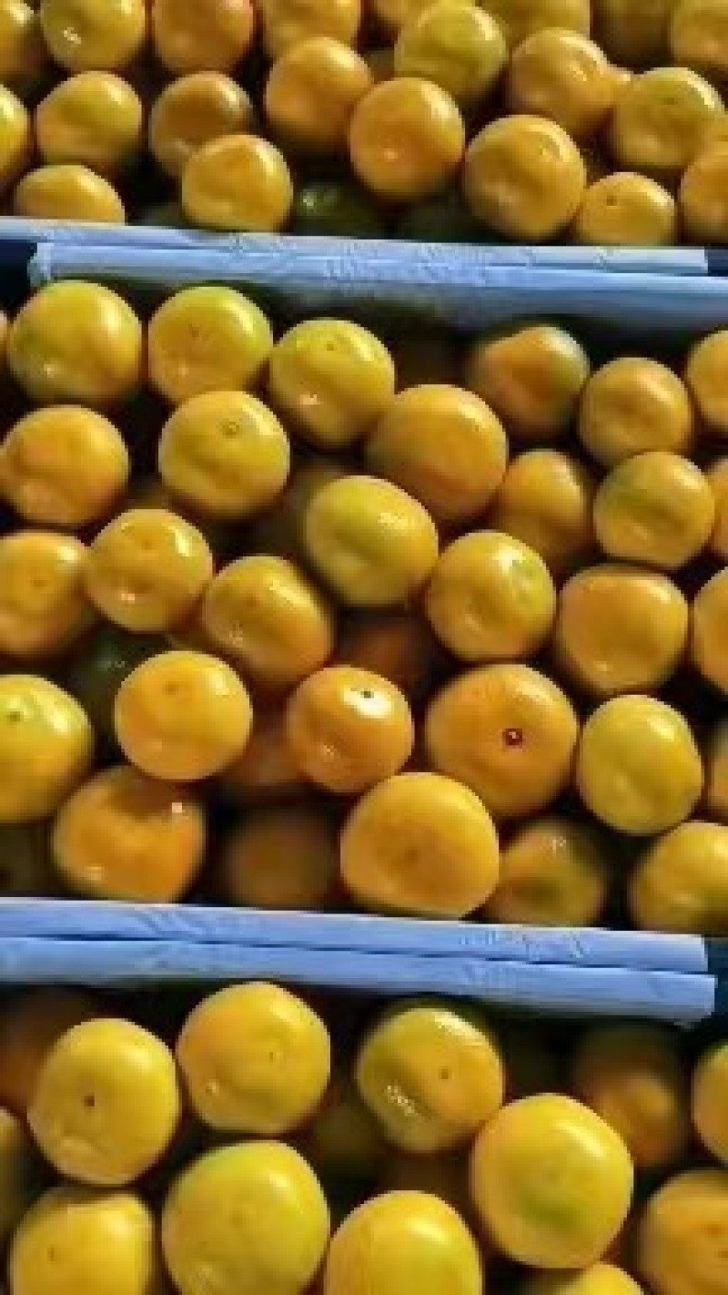蜜桔，柑橘，湖北蜜桔产地发货商超品质货源稳定欢迎咨询