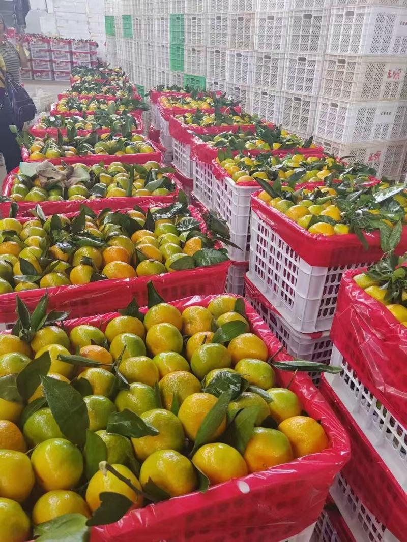 蜜桔，柑橘，湖北蜜桔产地发货商超品质货源稳定欢迎咨询