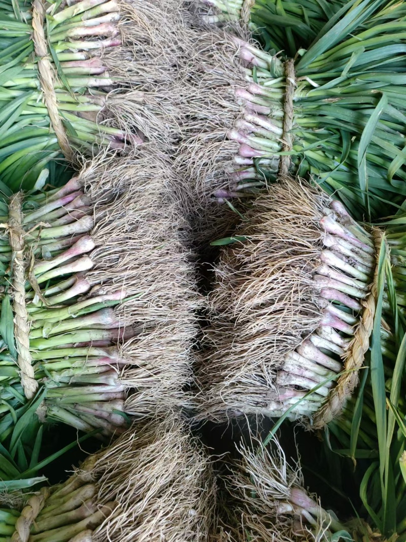 江苏红根蒜苗大量上市产地直发可对接电商，市场