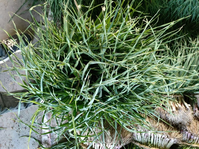 江苏红根蒜苗大量上市产地直发可对接电商，市场