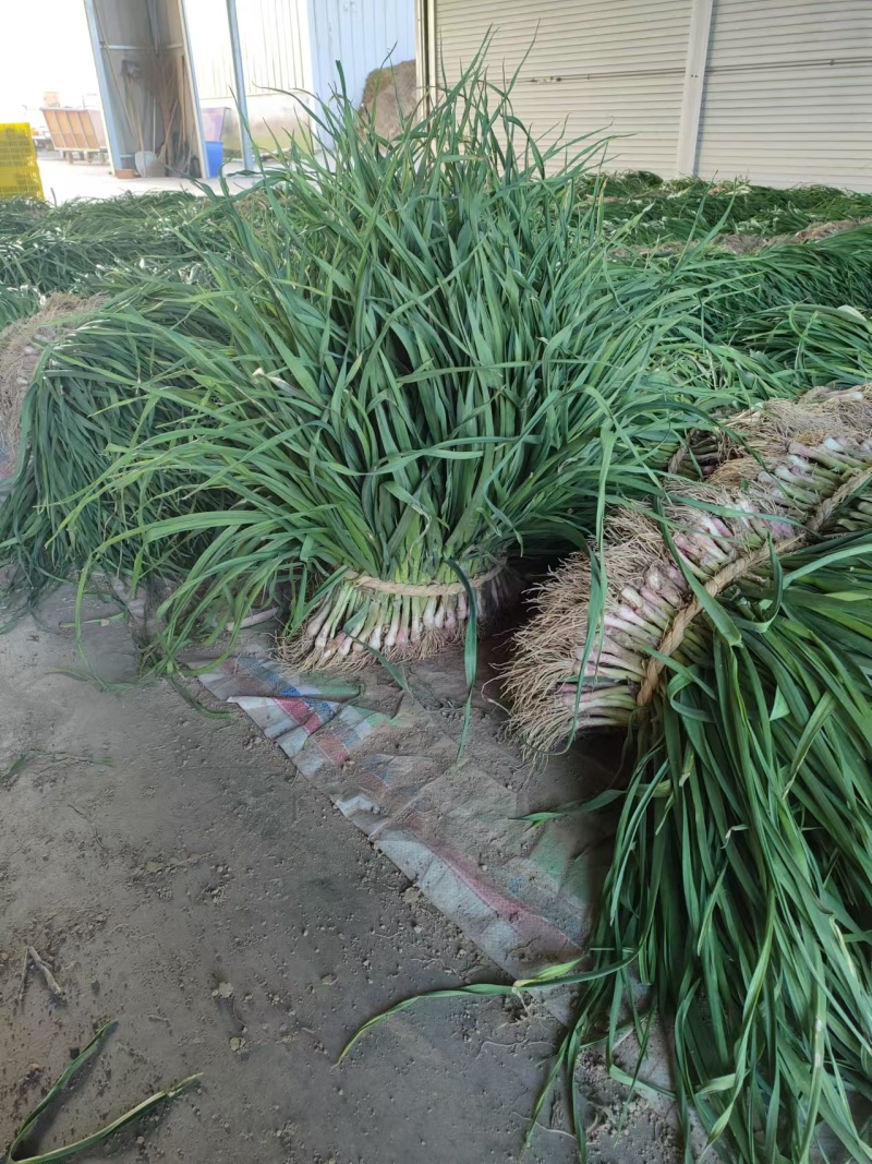 江苏红根蒜苗大量上市产地直发可对接电商，市场