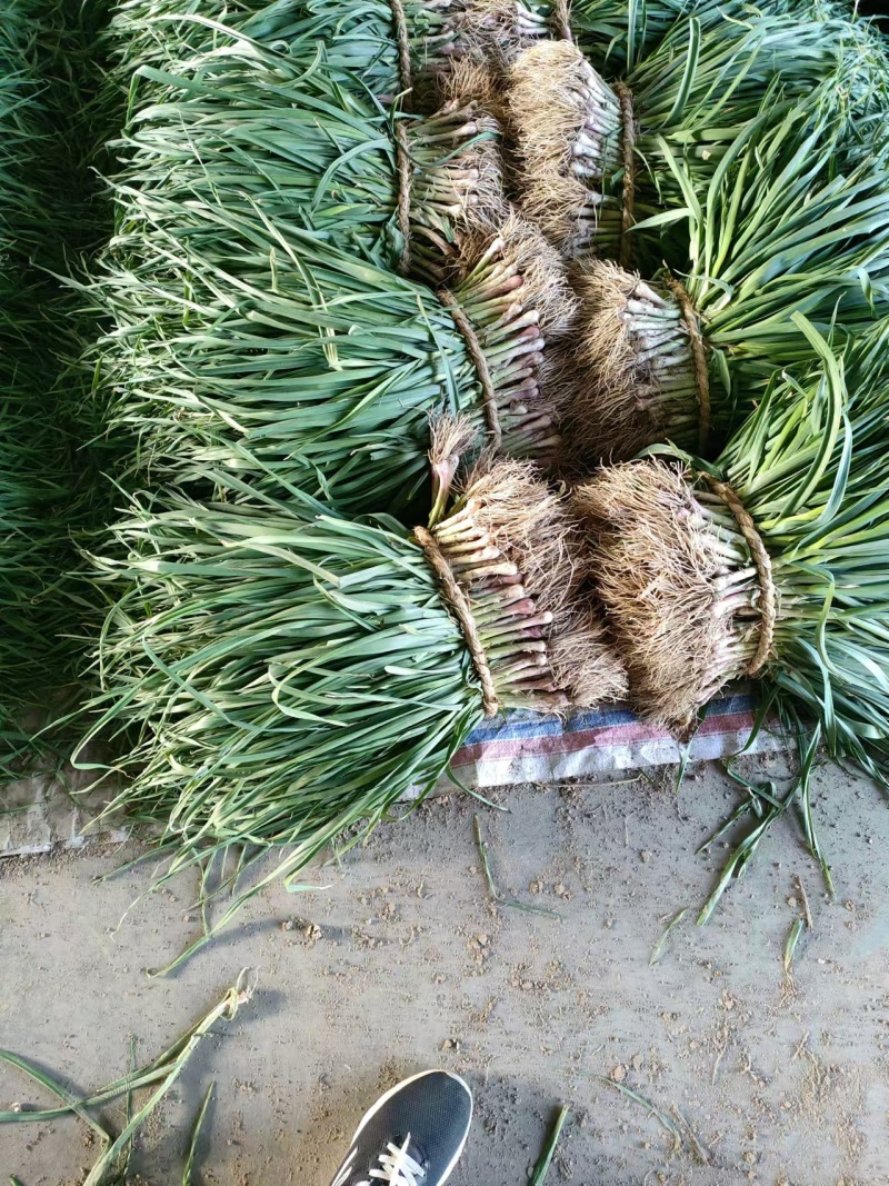 江苏红根蒜苗大量上市产地直发可对接电商，市场