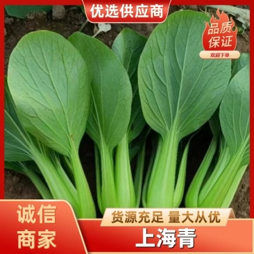 安徽精品上海青,大量供应多年老店诚信经营