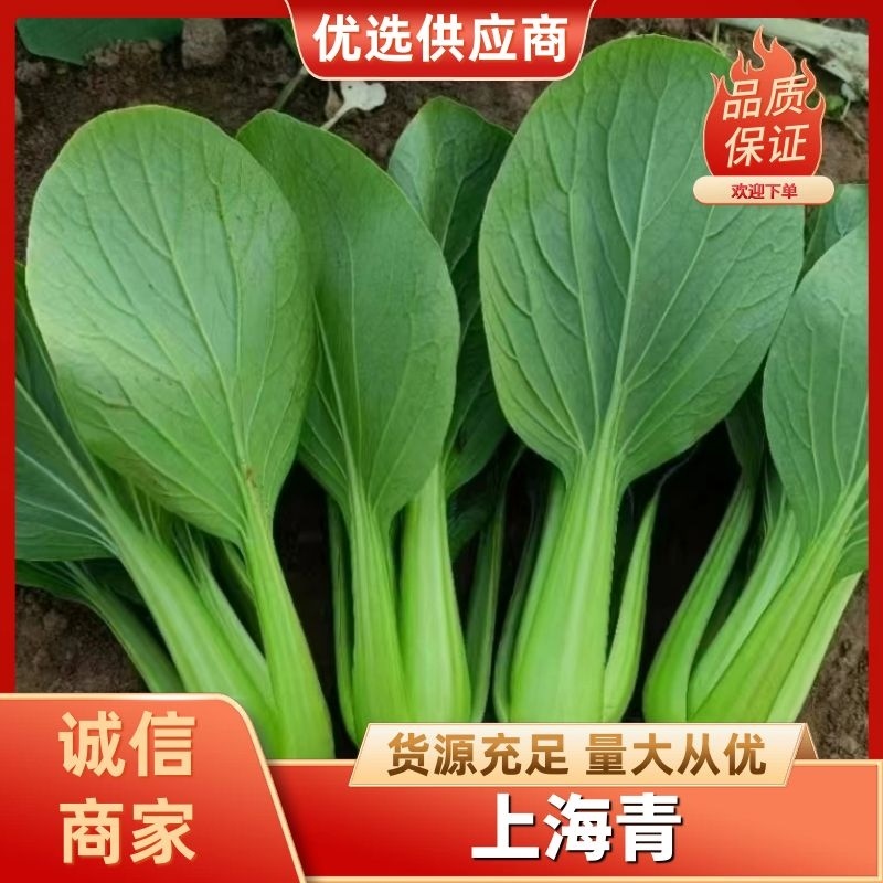安徽精品上海青，大量供应多年老店诚信经营