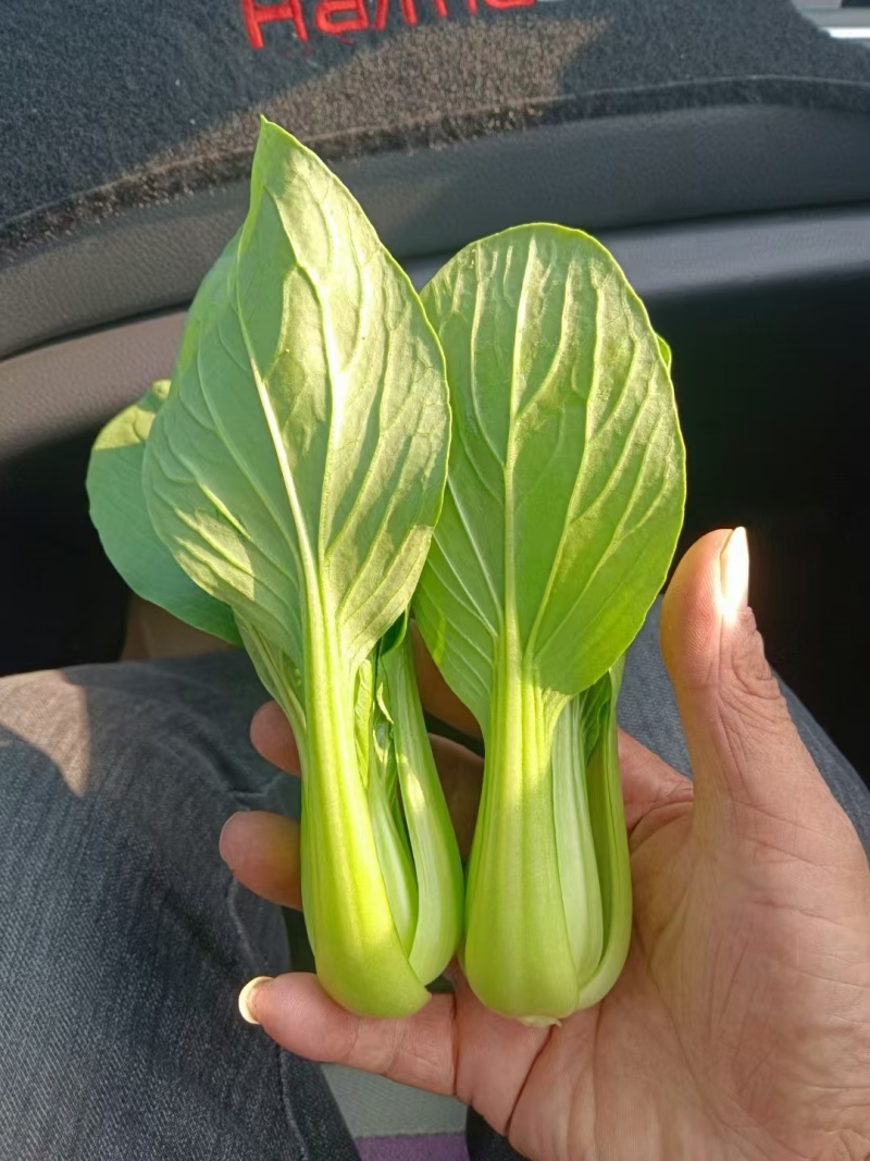精品上海产地直销，价格优美