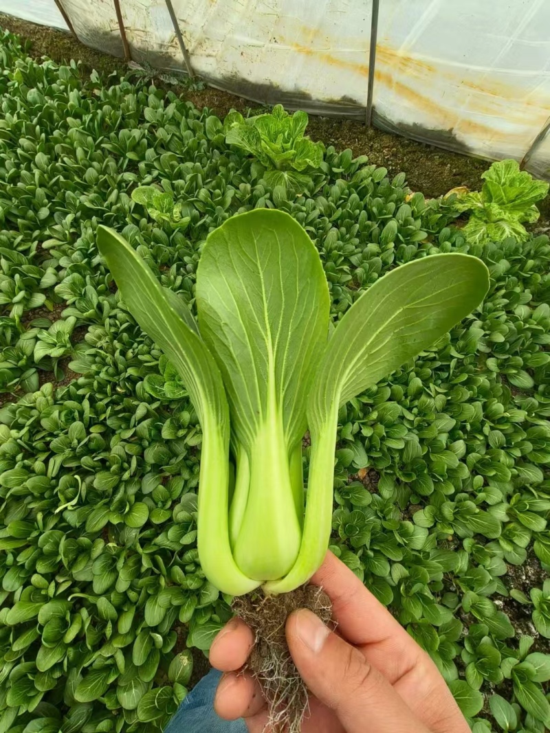精品上海产地直销，价格优美