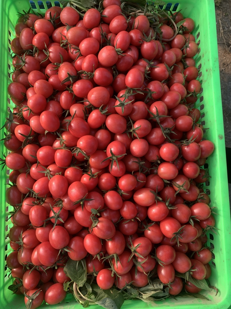 贝贝圣女果山东聊城莘县圣女果新鲜小番茄电商市场果