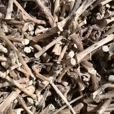 云南文山阳春砂仁根实物拍摄，质量保证有需要联系
