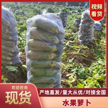 【精品】山东潍坊青州市水果萝卜产地直发大量上市价格美丽