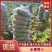 【精品】山东潍坊青州市水果萝卜产地直发大量上市价格美丽