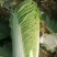 北京三号白菜基地直挖全国发货量大质优无虫眼