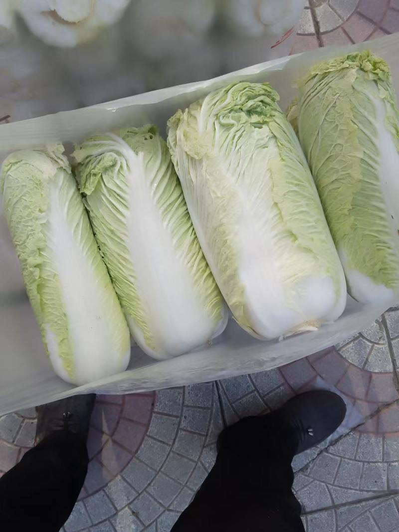 北京三号白菜基地直挖全国发货量大质优无虫眼