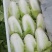 北京三号白菜基地直挖全国发货量大质优无虫眼