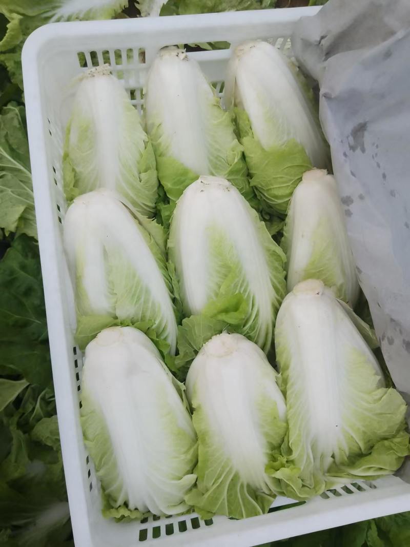 北京三号白菜基地直挖全国发货量大质优无虫眼
