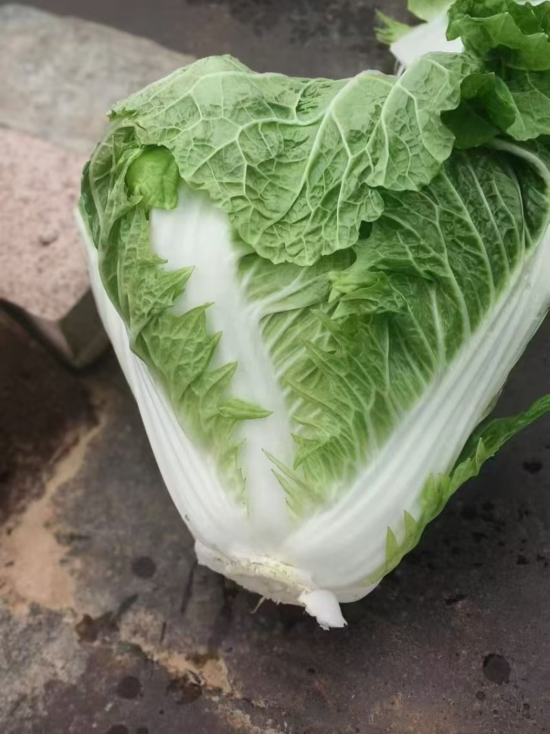 北京三号白菜基地直挖全国发货量大质优无虫眼