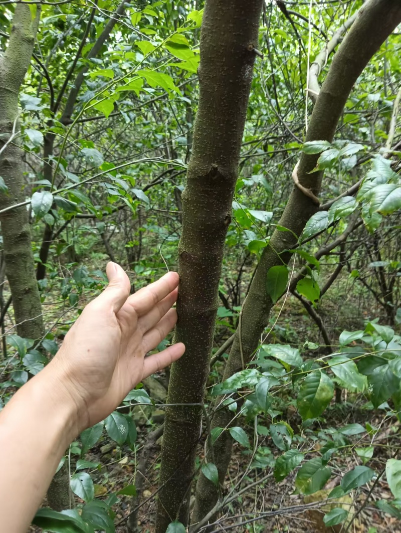 优质岗梅苗产地直发品种优良质量保证