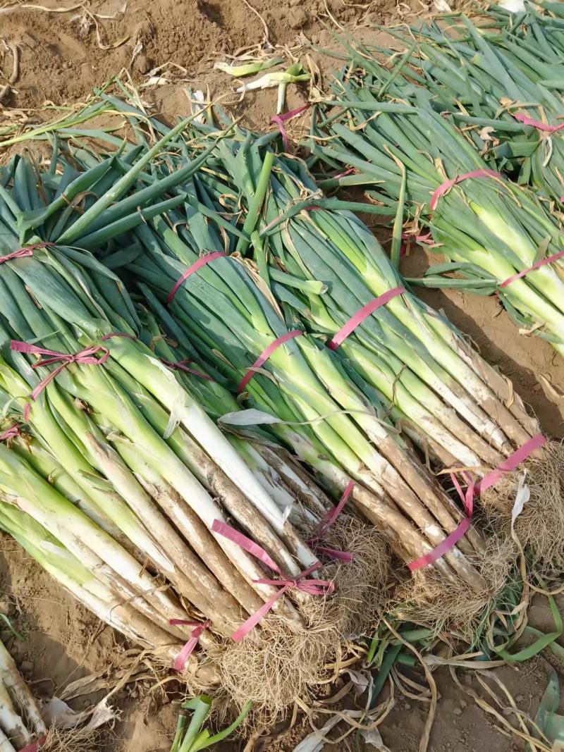 长白大葱产地发货运费另算协助装车来电咨询