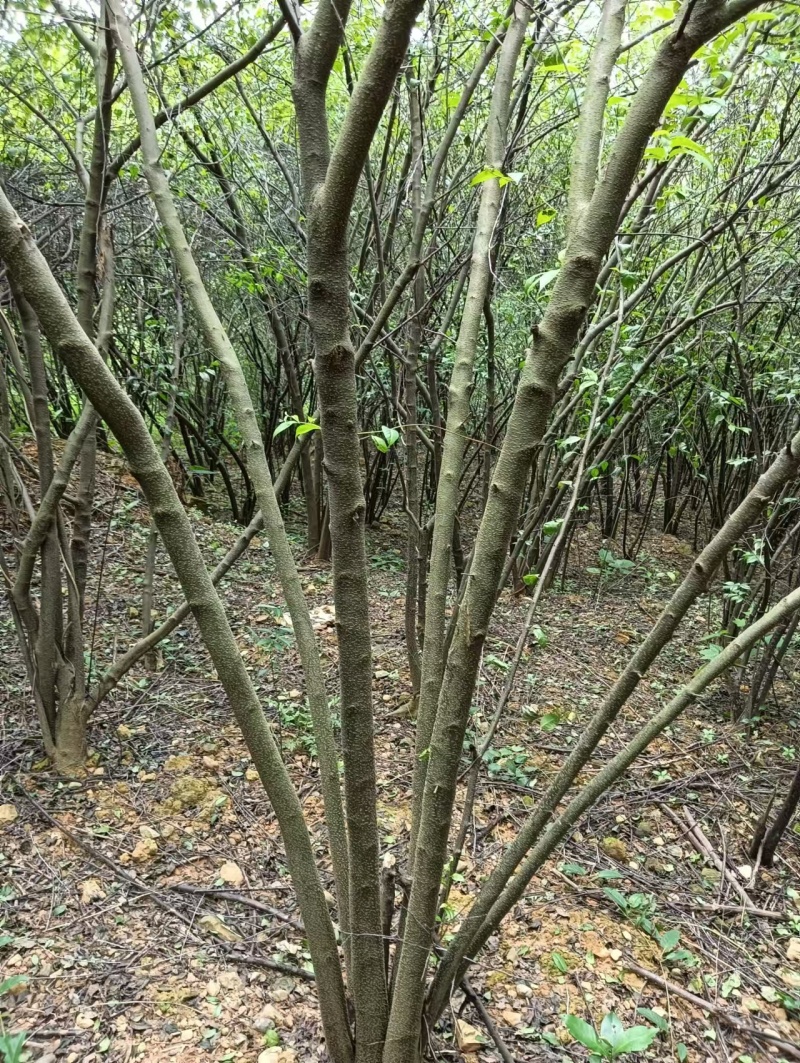 优质岗梅苗产地直发品种优良质量保证