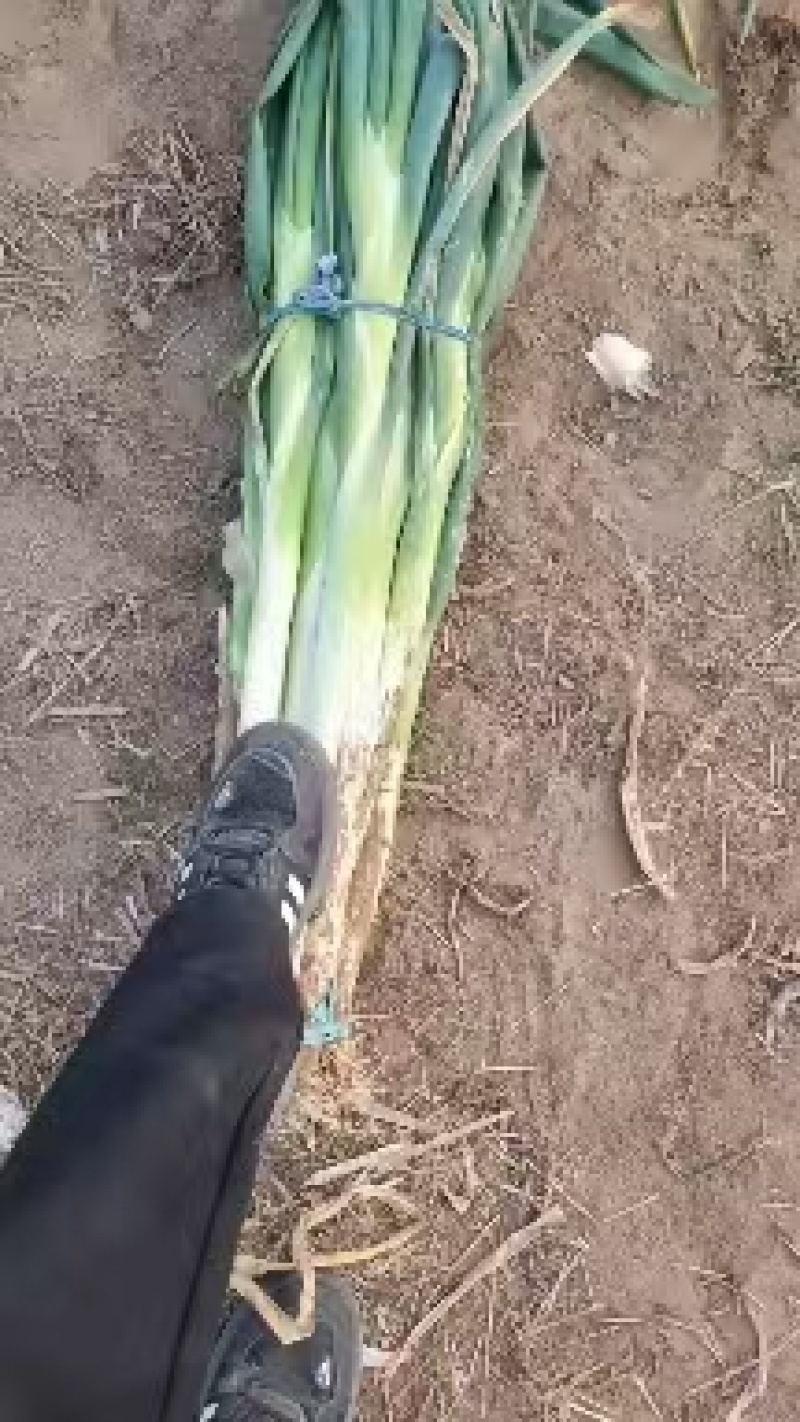 长白大葱产地发货运费另算协助装车来电咨询
