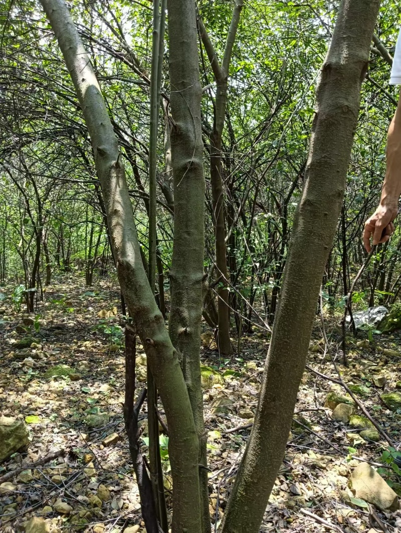优质岗梅苗产地直发品种优良质量保证