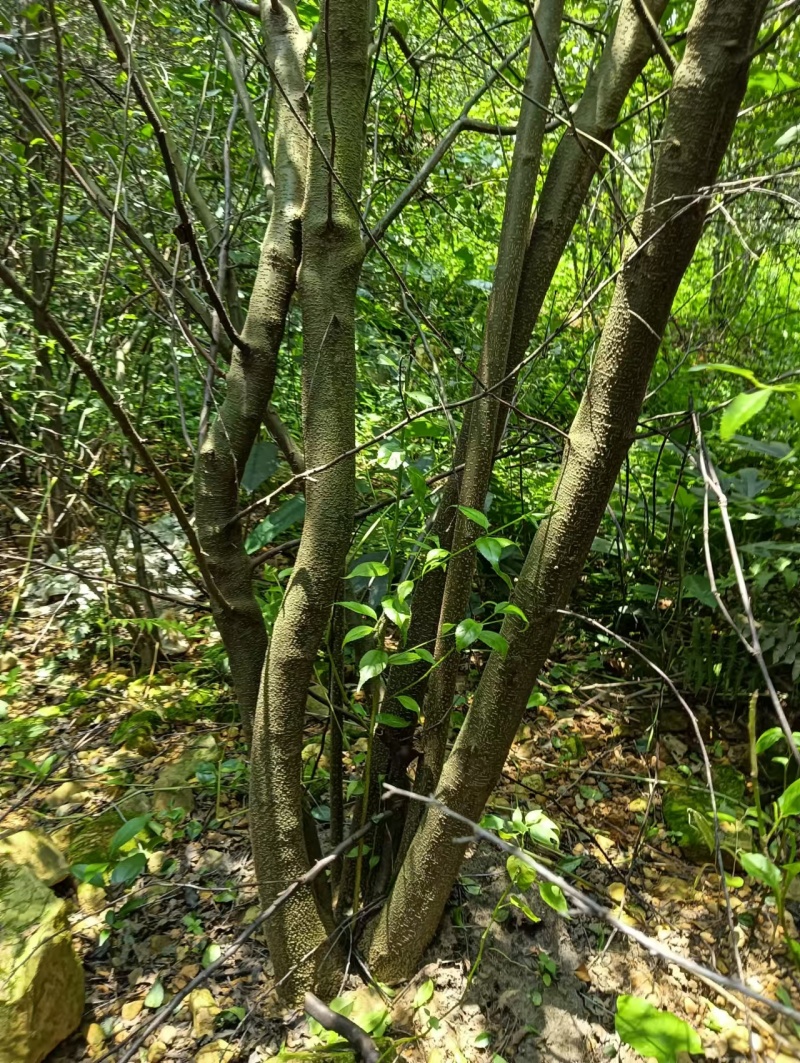 优质岗梅苗产地直发品种优良质量保证