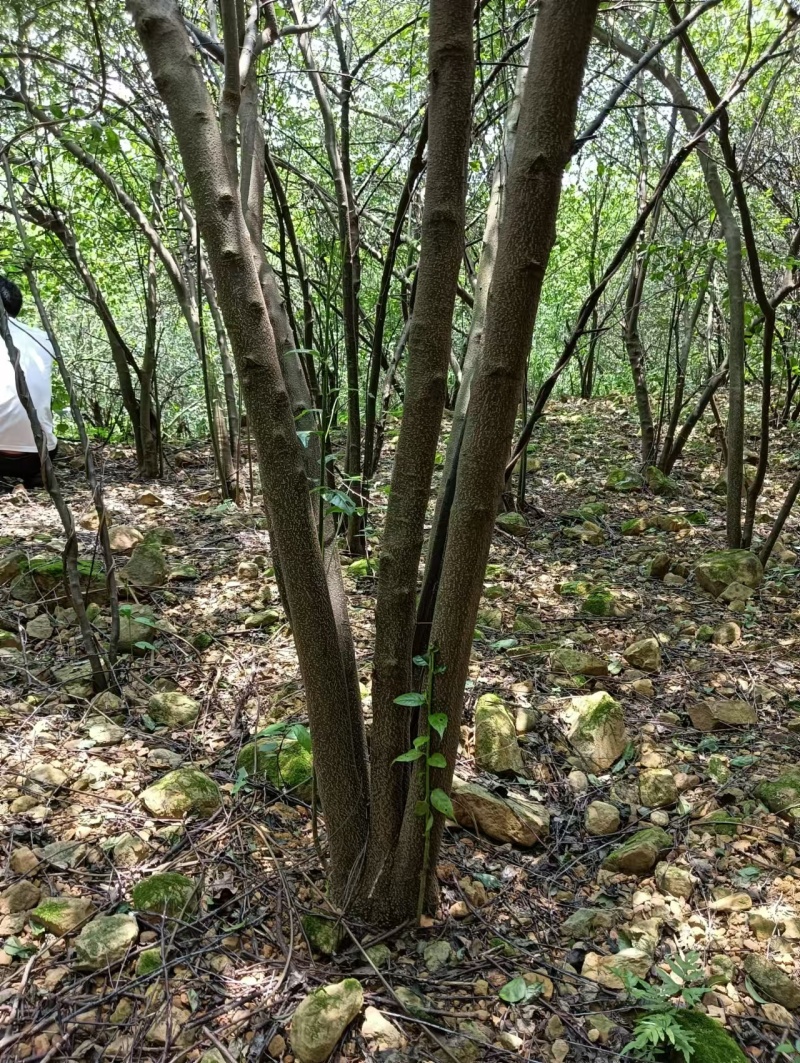 优质岗梅苗产地直发品种优良质量保证