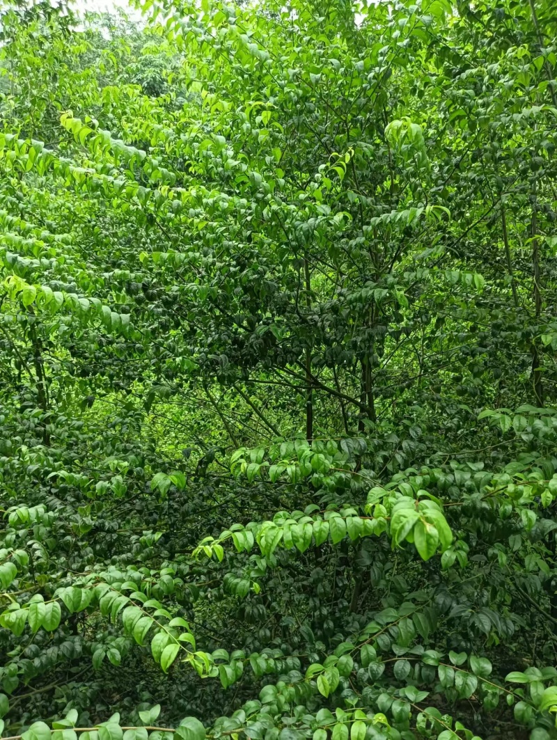 优质岗梅苗产地直发品种优良质量保证
