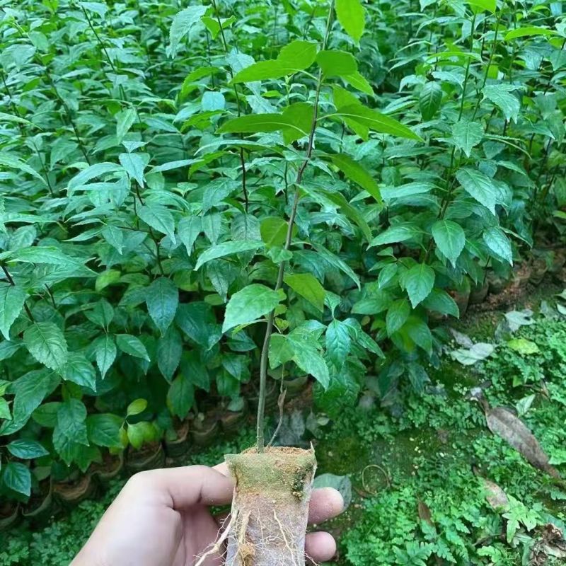 优质岗梅苗产地直发品种优良质量保证