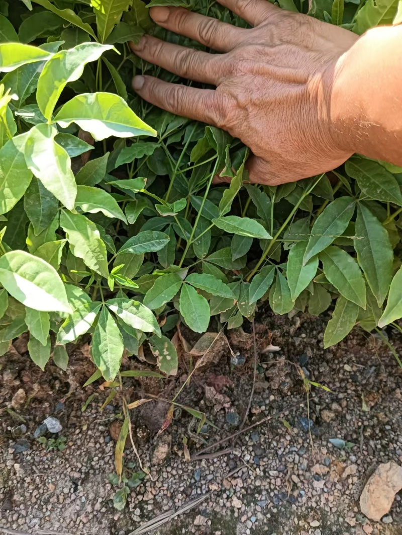 广西梧州三叉苦苗，苗圃直发一手货源，提供技术指导