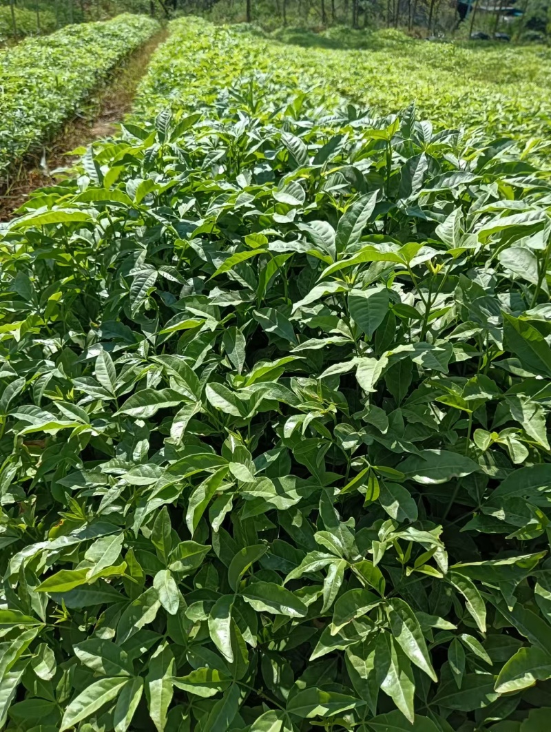 广西梧州三叉苦苗，苗圃直发一手货源，提供技术指导
