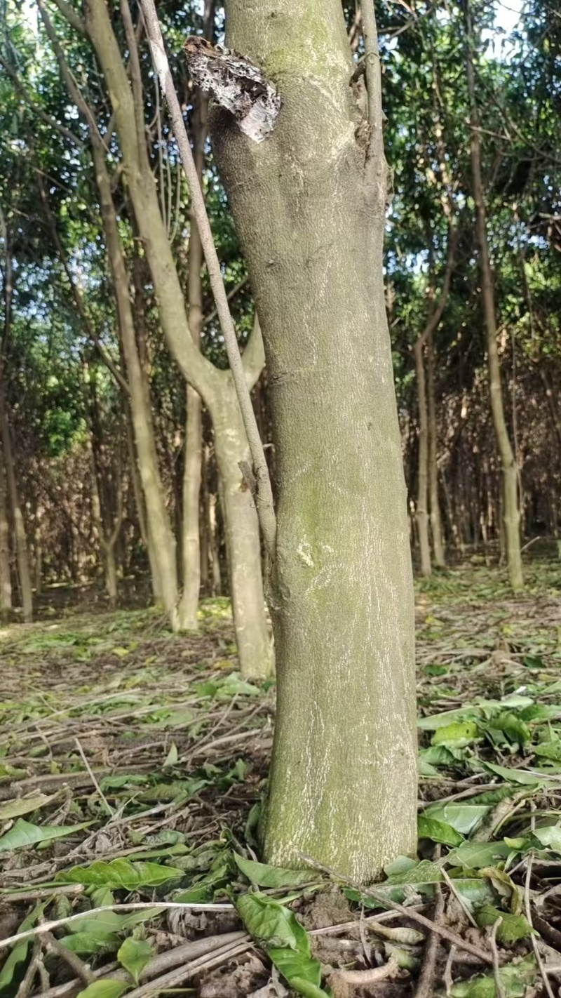 广西梧州三叉苦苗，苗圃直发一手货源，提供技术指导